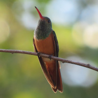 Buff-bellied Hummingbird